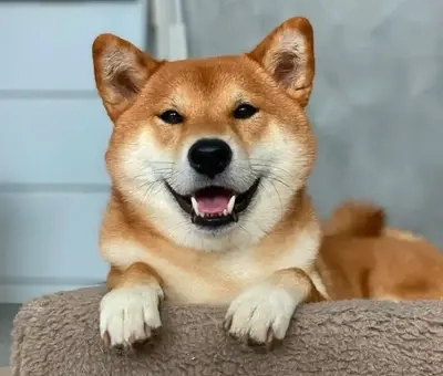 Simba